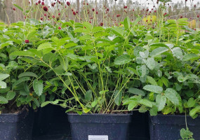 Питомник растений Малиновский