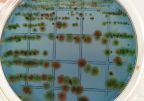 НПО Альтернатива