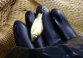 Малек карася