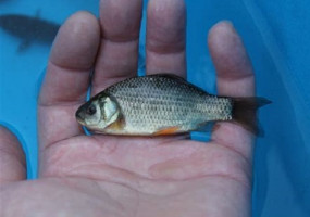 Малек карпа