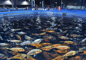 Производство Солнечногорский рыбный завод