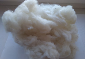 Очес мериносовый