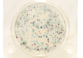 НПО Альтернатива