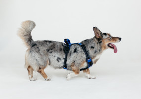 Фирма Каскад