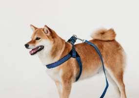 Фирма Каскад