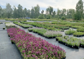 Питомник растений Малиновский