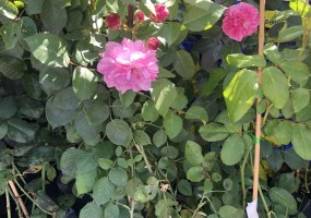 Питомник Дяди Бори