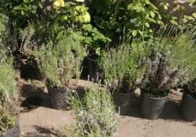 Питомник Дяди Бори