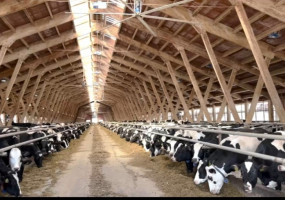 Коровник (производство клееных деревянных конструкций, панелей, монтаж) пгт.Актюба, РТ