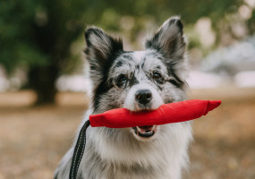 Фирма Каскад