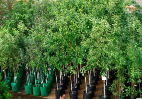 Питомник Дяди Бори