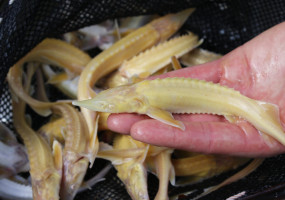 Малек стерляди