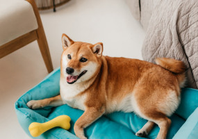 Фирма Каскад