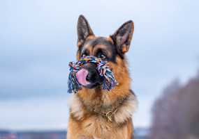 Фирма Каскад