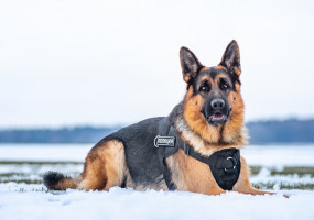 Фирма Каскад