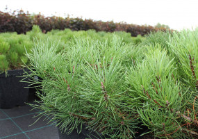 Питомник растений Малиновский