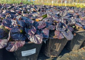 Питомник растений Малиновский