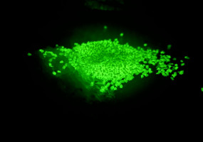 Светящиеся в темноте гранулы для производства воздушно-пузырчатой пленки Русполимер