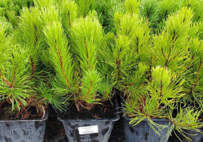 Питомник растений Малиновский