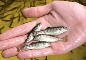 Малек форели