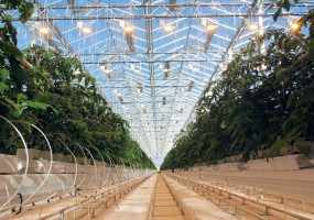 Овощи Черноземья