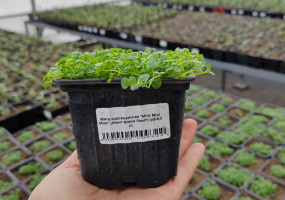 Питомник растений Малиновский