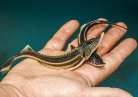 Малек стерляди